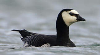 Barnacle Goose