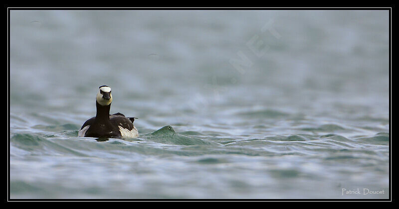 Barnacle Goose