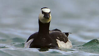 Barnacle Goose