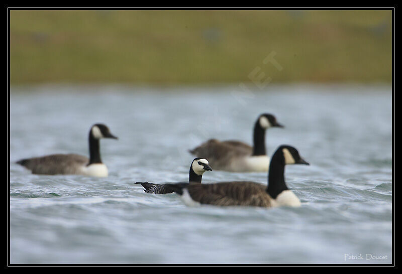 Barnacle Goose