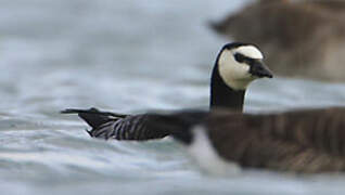 Barnacle Goose