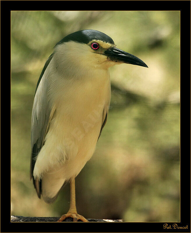 Black-crowned Night Heron