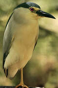 Black-crowned Night Heron