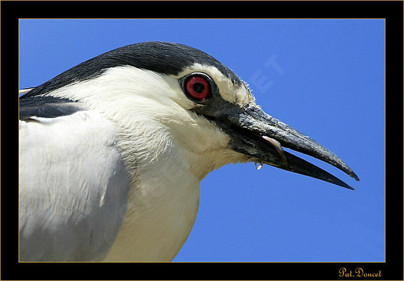 Black-crowned Night Heron