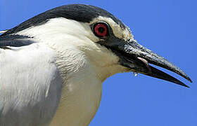 Black-crowned Night Heron