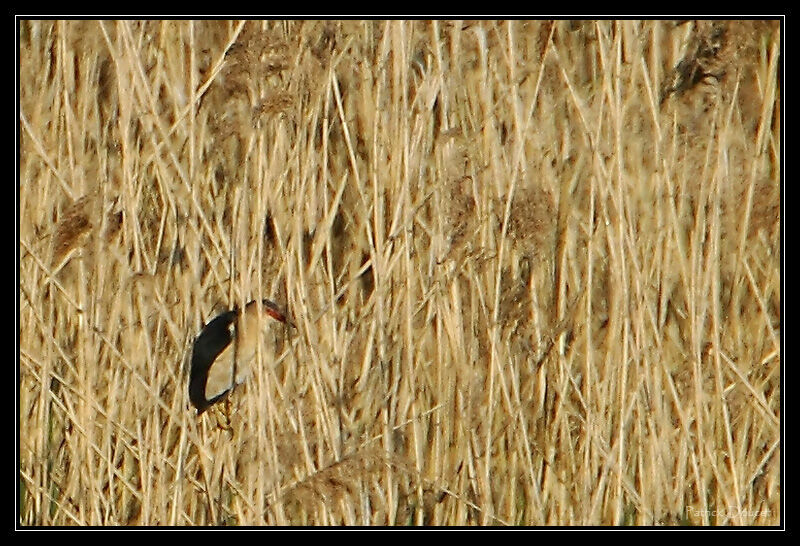 Little Bittern