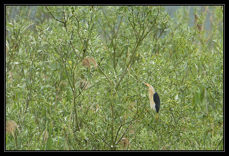 Little Bittern