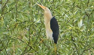 Little Bittern