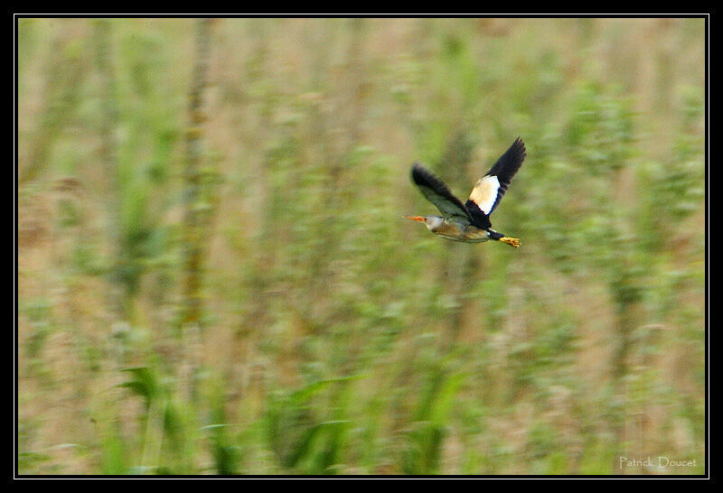 Little Bittern