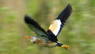 Little Bittern