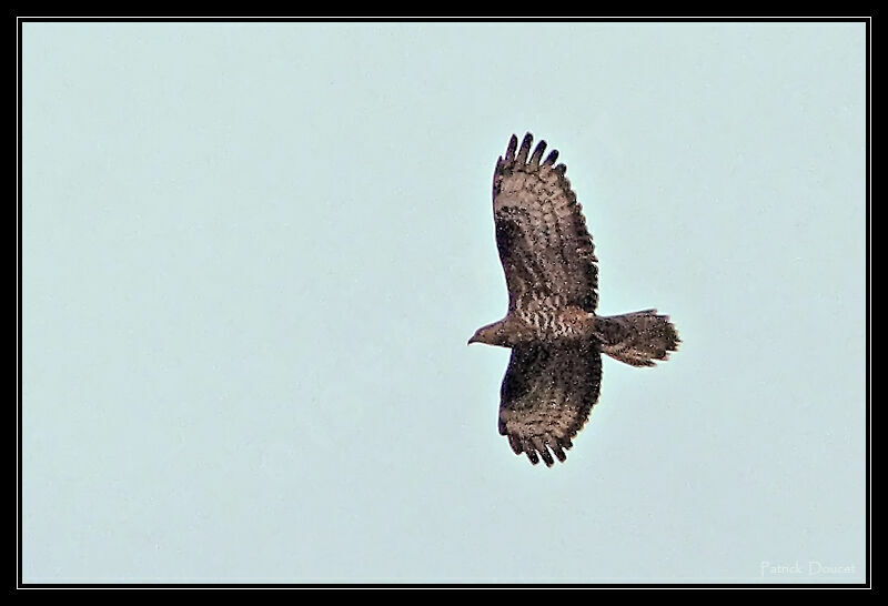 European Honey Buzzard