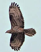 European Honey Buzzard