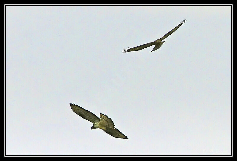 European Honey Buzzard