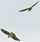 European Honey Buzzard