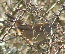 Cetti's Warbler