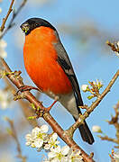 Eurasian Bullfinch