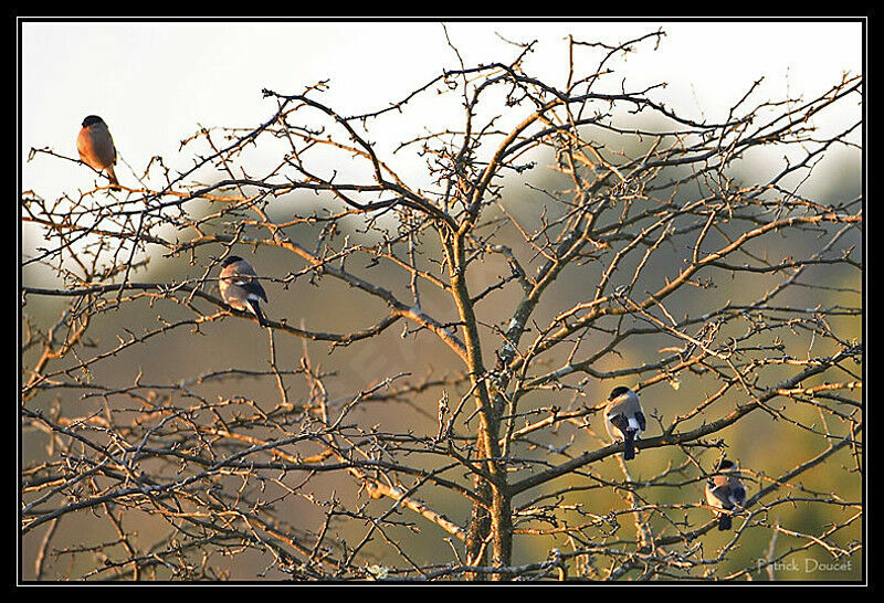 Eurasian Bullfinch