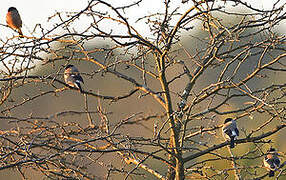 Eurasian Bullfinch