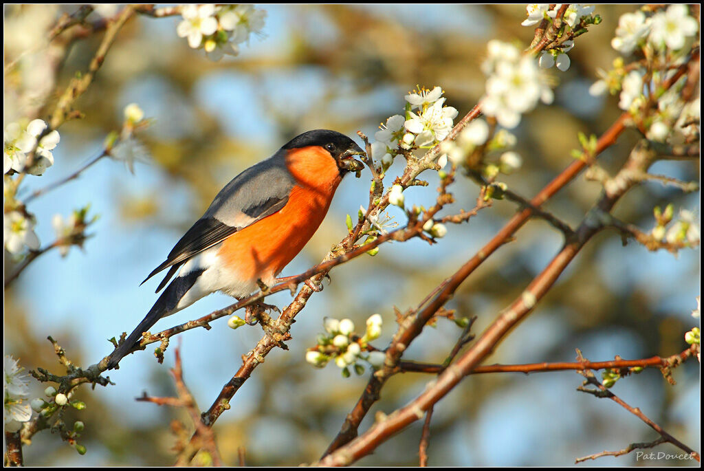 Eurasian Bullfinch