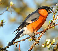 Eurasian Bullfinch