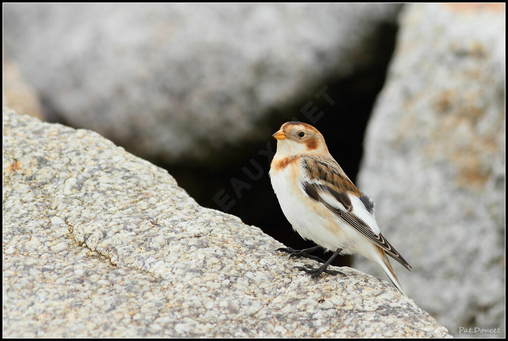 Snow Bunting