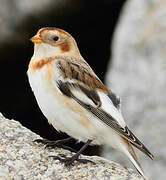 Snow Bunting