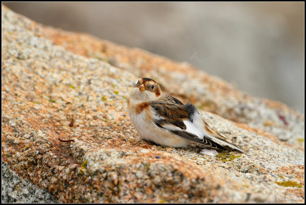 Snow Bunting