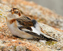 Snow Bunting