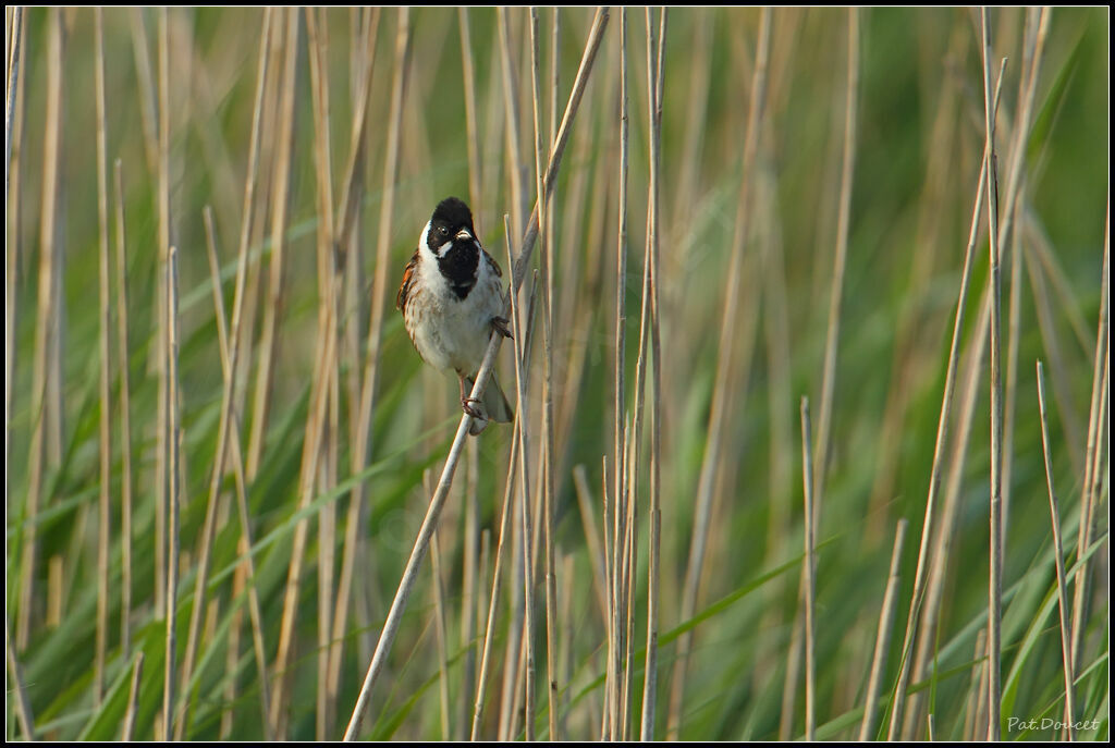 Common Reed Bunting