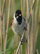 Common Reed Bunting