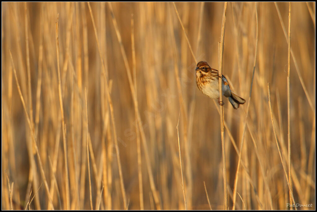 Common Reed Bunting