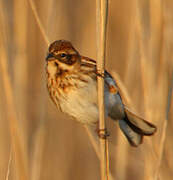 Common Reed Bunting