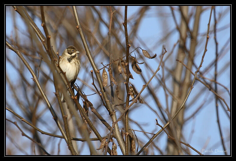 Bruant des roseaux