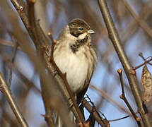 Common Reed Bunting