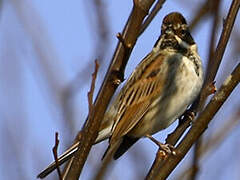 Common Reed Bunting