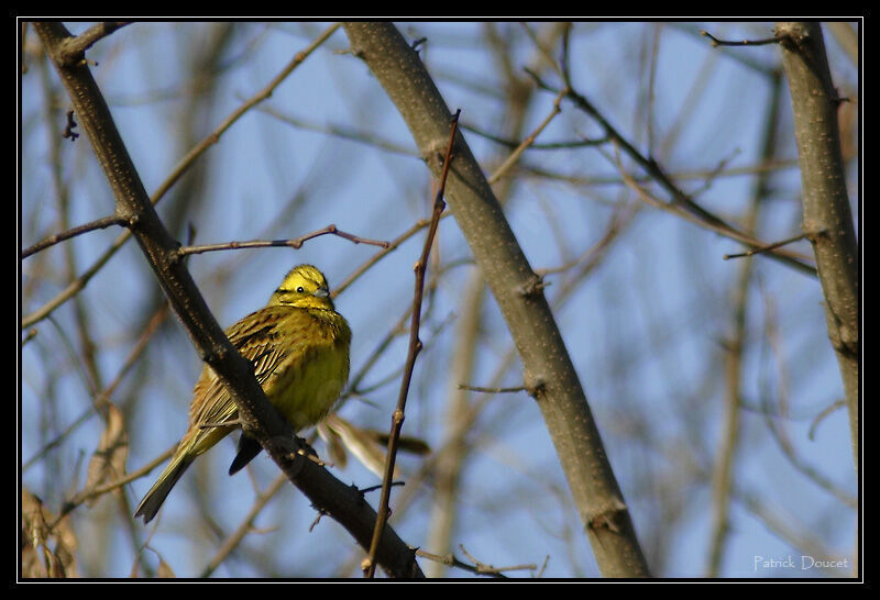 Bruant jaune