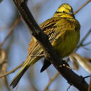 Bruant jaune