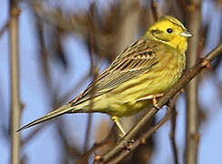 Bruant jaune