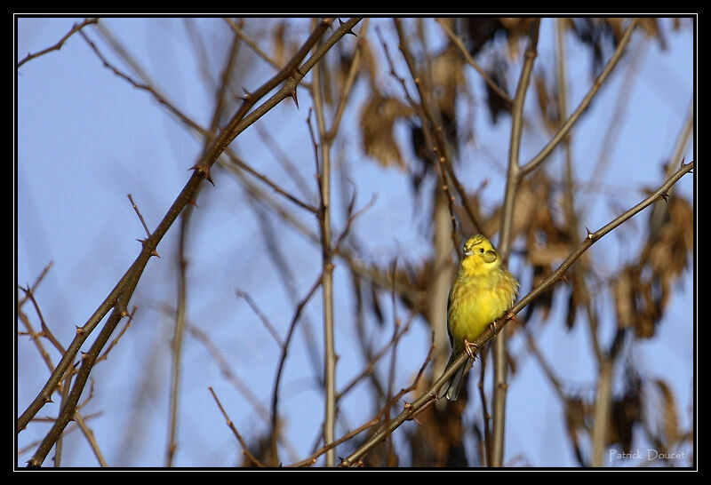 Bruant jaune