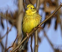 Yellowhammer