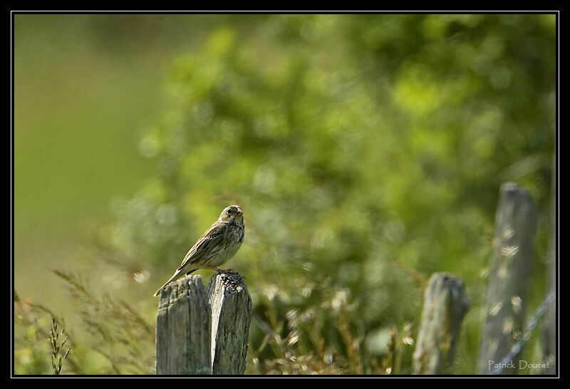 Corn Bunting