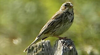 Corn Bunting