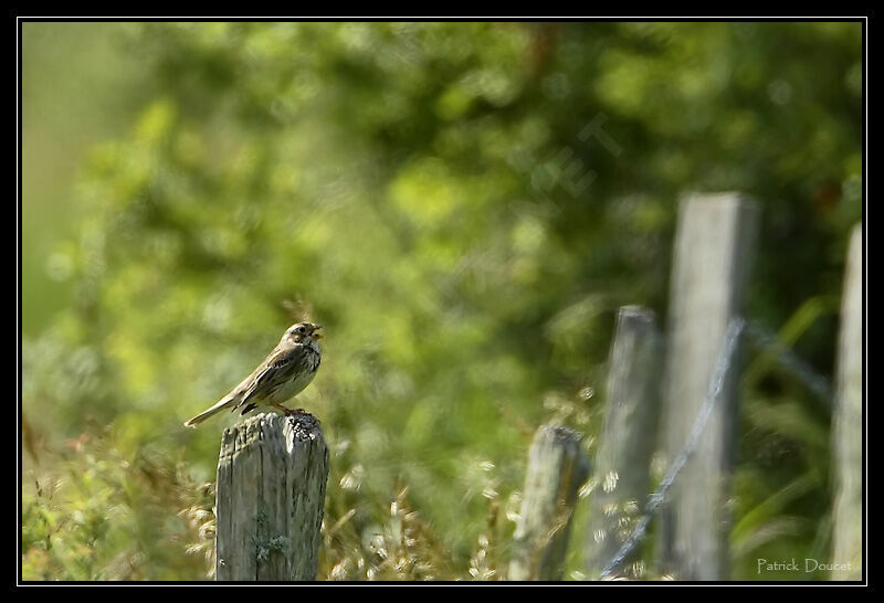 Corn Bunting