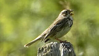 Corn Bunting