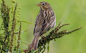 Corn Bunting