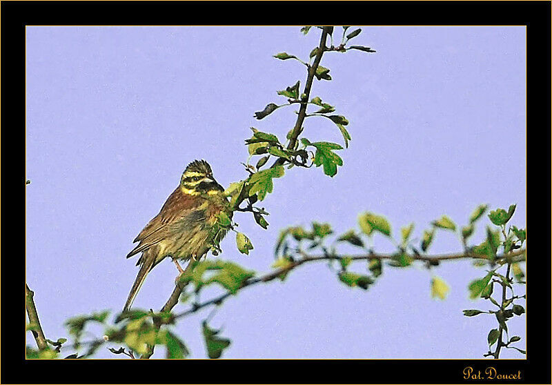 Cirl Bunting