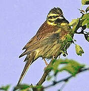 Cirl Bunting