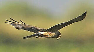 Montagu's Harrier