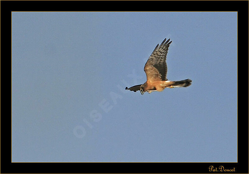 Montagu's Harrier