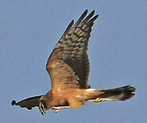 Montagu's Harrier